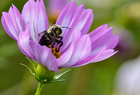 Bee_Community_09.01.18_01