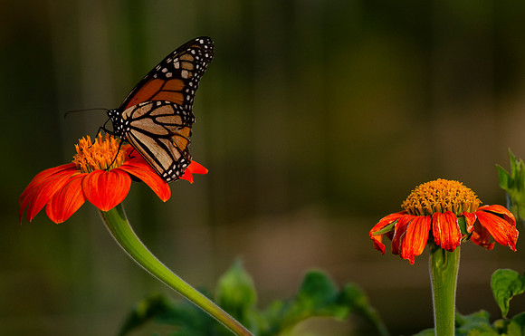 Sunflower_butterfly_Community_08.12.18_03